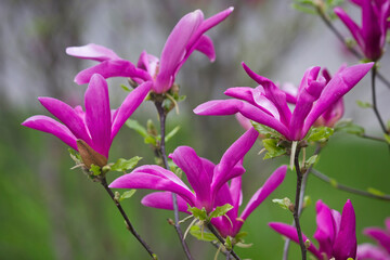 Spring blooming pink magnolia. Magnolia liliiflora flowering branches close-up