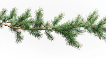 Obraz premium Realistic fir tree branch isolated on a transparent background with sharp focus, perfect for design projects, cutout PNG file with white background included.