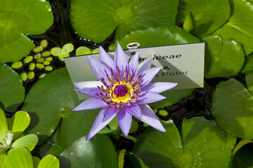 Blue Lotus in a pond in the botanical garden. Close-up of a lotus with a plaque