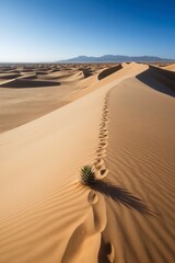 A lone plant is growing in the desert sand