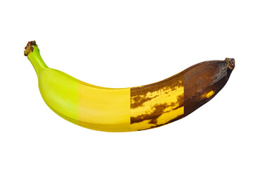 Ripening Stages of a Banana on a White Background Without a Shadow. Conceptual Image 