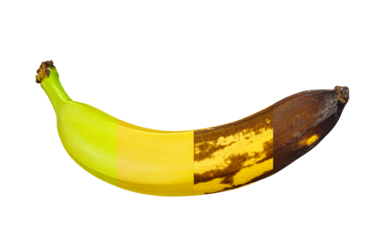 Ripening Stages of a Banana on a White Background Without a Shadow. Conceptual Image 