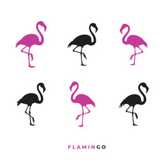Silhouette of Different  Pose  of  Flamingo  Bird