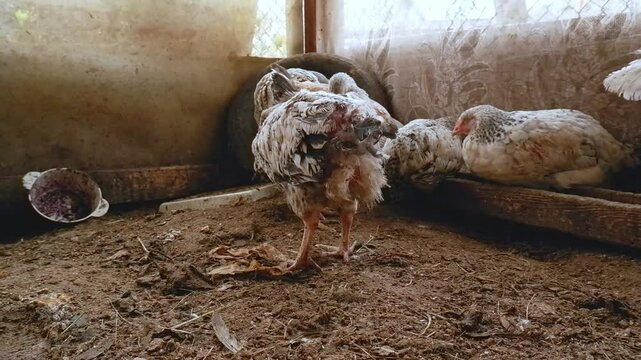 Chickens and roosters with bald butts, featherless roosters with skin on a poultry farm.