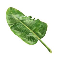 Fototapeta premium Vibrant green banana leaf isolated on transparent background showcasing its lush texture