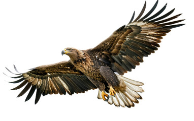 Obraz premium Soaring Eagle in Flight on white background PNG.