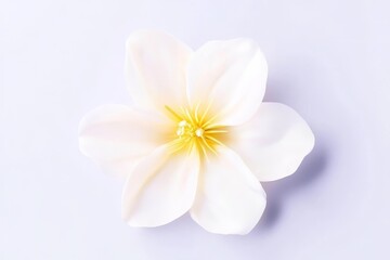 Fototapeta premium Elegant White Blossom - Purity, serenity, spring, new beginnings, delicate beauty.