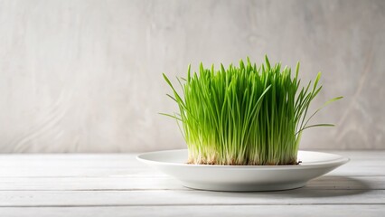 Minimalist Photo: Fresh Wheatgrass on a Plate – Healthy Eating Concept