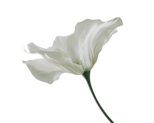 Elegant white flower on a stem, isolated on white background.