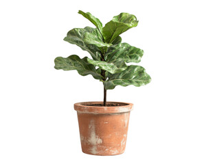 Fototapeta premium Fiddle leaf fig plant in a rustic pot, perfect for home decor.