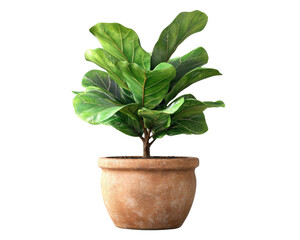 Obraz premium Fiddle leaf fig plant in a textured pot, perfect for home decor.
