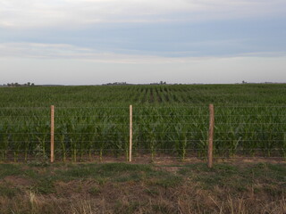 Obraz premium field of grass and fence