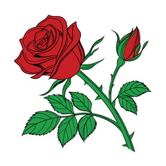 red rose isolated on white background