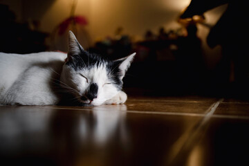 Face of young black and white fur cat, sleeping peacefully on the ground, high contrast image