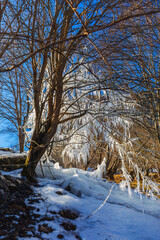 A burst water pipe flooded a tree and froze due to frost