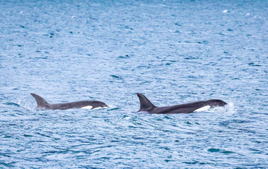 Pair of orcas swim gently through Gacier Bay
