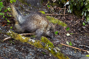 Porcupine walks through forest in Juneau, Alaska.tif