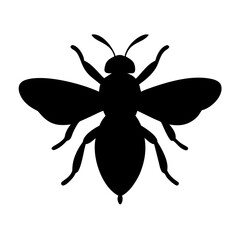 Detailed Vector Illustration of a Fly