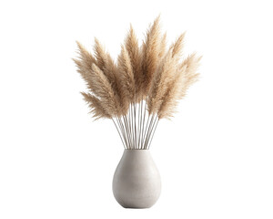 Pampas grass in a stylish vase, white isolated background.
