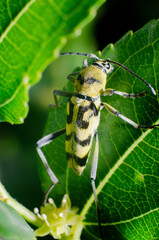 Green and Yellow Longhorn Beetle on Grass with Blurred Background