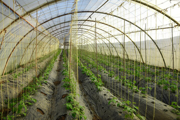 Healthy green beans hanging on a bean plant, kidney bean is a variety of the common bean (Phaseolus...