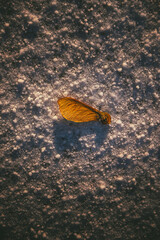 Amur Maple on snow.