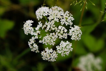 close up of an umbellifer