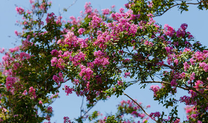 Lagerstroemia indica , or Indian lilac ( Latin- Lagerstroemia indica ) is a species of plant from...