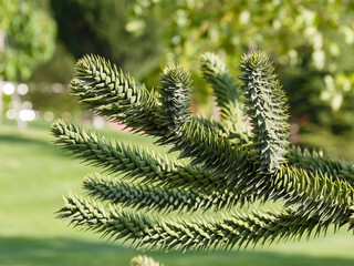 Chilean araucaria ( lat. Araucaria araucana ) is a coniferous tree