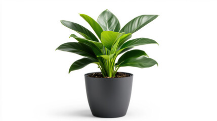 Desk plant with lush green leaves on transparent background