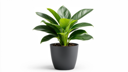 Desk plant with lush green leaves on transparent background
