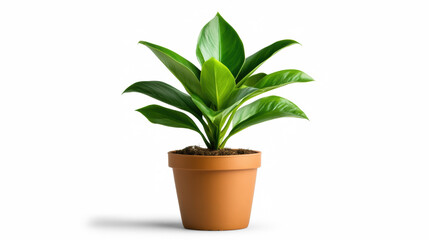 Fototapeta premium Desk plant on transparent background