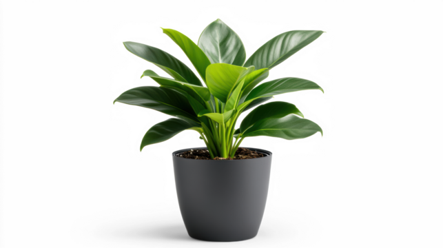 Desk plant with lush green leaves on transparent background