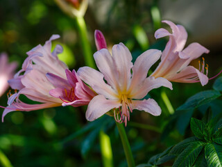Lycoris squamigera is a species of monocotyledonous plant of the genus Lycoris of the Amaryllidaceae family