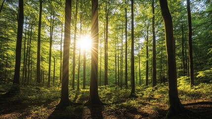 Sunlit Forest: A Serene and Lush Green Canopy