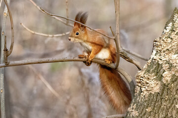 Fototapeta premium Squirrel perched on a branch in a serene forest setting during early spring