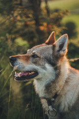 Dog sunset nature