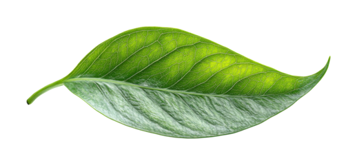 Monstera leaf curling inward nature display high fidelity visual indoor environment close-up view botanical concept isolated on transparent background png