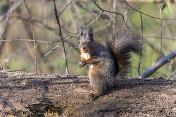 Eichhörnchen mit Nuß