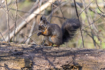 Eichhörnchen mit Nuß © Maria