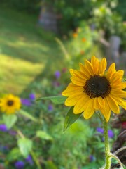 Bright Yellow Sunflower with More Yellow and Purple Flowers in the Background in a Long Flowerbed.