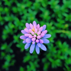 Obraz premium Vibrant Clusters of Purple and Pink Blossoms on Green Foliage Showcasing Natural Beauty and Serenity in a Close-up Floral Composition