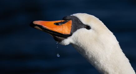 close up of a mute swan