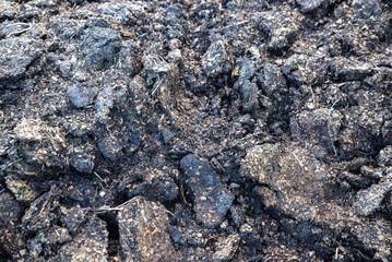 Natural organic fertilizer that dries in the sun for use in agriculture and soil fertility. Cow dung cake on grass closeup. A detailed view of cow dung on a lush green grass field, Cow manure.