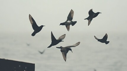 Flock of birds in flight against a hazy sky.