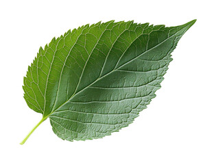 Obraz premium Single green leaf with smooth curves and high fidelity on nature close-up view isolated on transparent background png