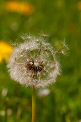 Fototapeta premium Löwenzahn Pusteblume mit kleinen, federleichten Schirmchen, die durch den Wind verbreitet werden