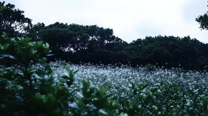 Flower field in a forest at dawn; peaceful scene.