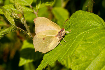 Schmetterling Kohlweißling