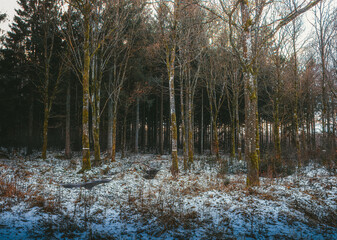 Trees at winter in Sweden.